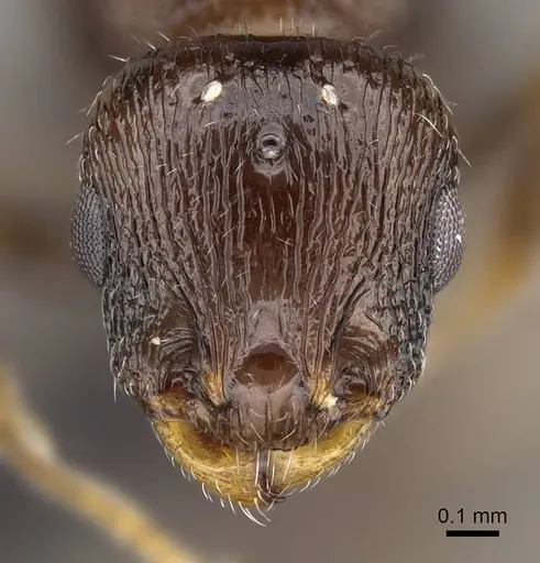 Temnothorax algiricus - KG00881-3