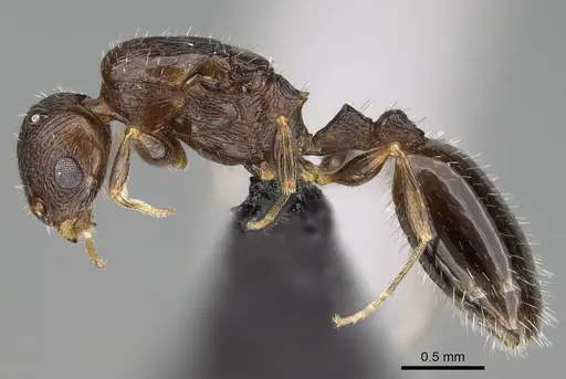 Temnothorax algiricus - KG00881-3