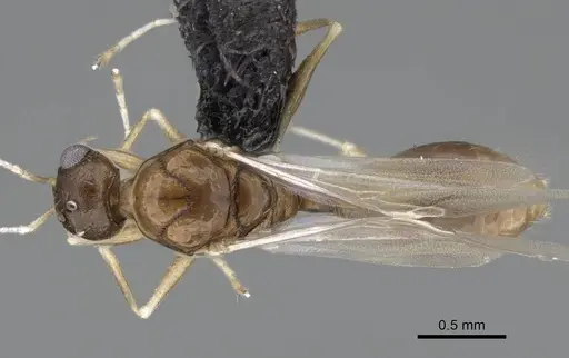 Temnothorax algiricus - KG00881-4