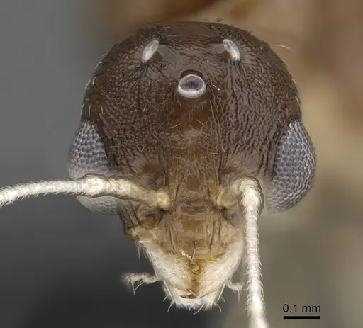 Temnothorax algiricus - KG00881-4