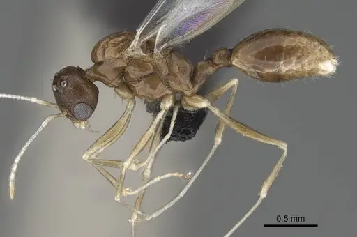 Temnothorax algiricus - KG00881-4