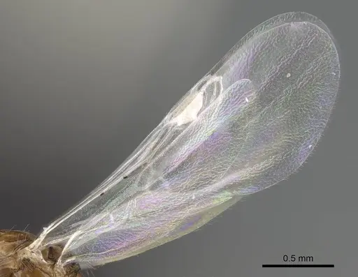 Temnothorax algiricus - KG00881-4