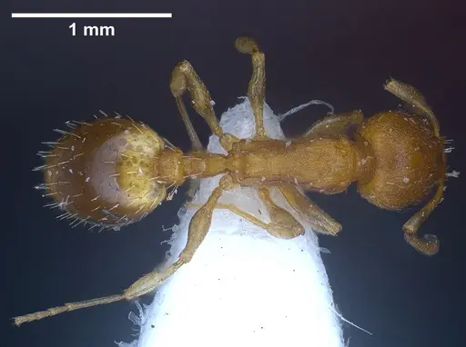 Temnothorax alienus specimen
