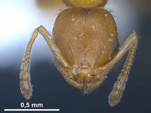 Temnothorax alienus specimen