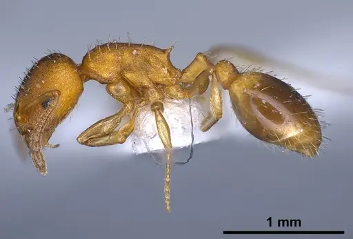 Temnothorax alienus - ANTWEB1041296