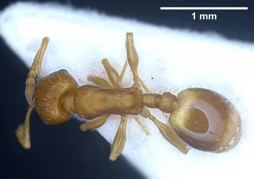 Temnothorax alienus - ANTWEB1041297