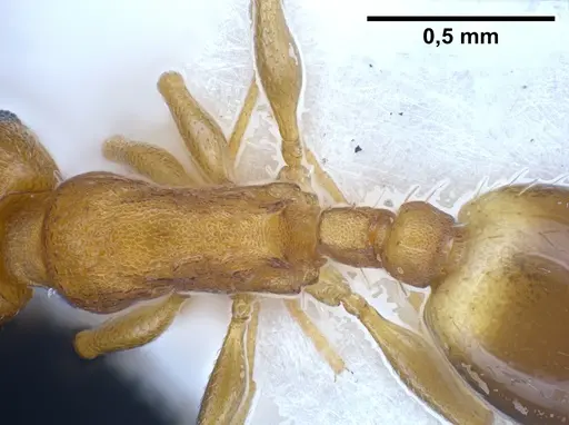 Temnothorax alienus - ANTWEB1041297