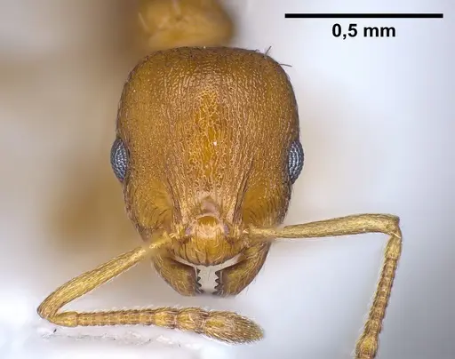 Temnothorax alienus - ANTWEB1041297