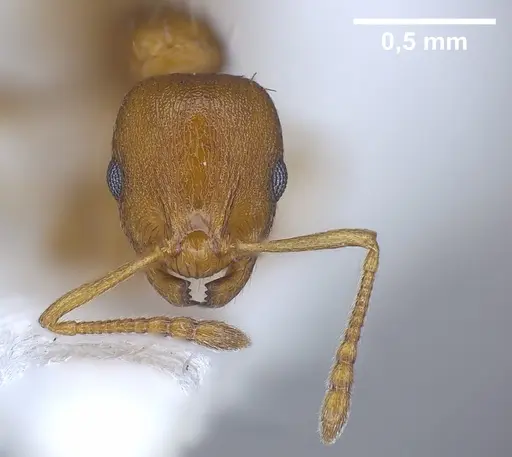 Temnothorax alienus - ANTWEB1041297