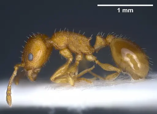 Temnothorax alienus - ANTWEB1041297