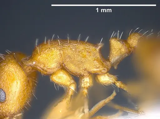 Temnothorax alienus - ANTWEB1041297