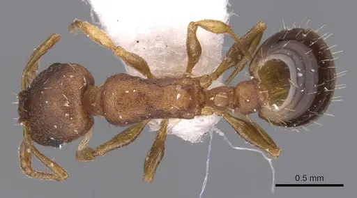 Temnothorax alienus - CASENT0904557