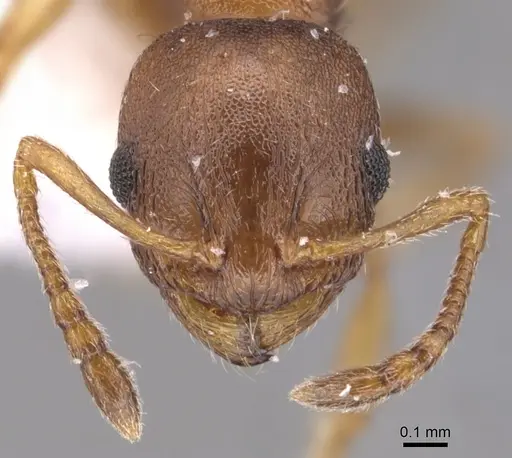 Temnothorax alienus - CASENT0904557