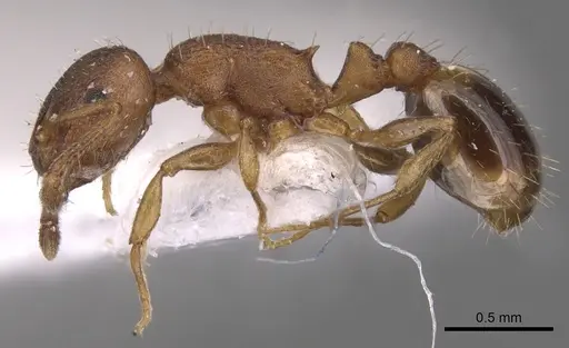 Temnothorax alienus - CASENT0904557