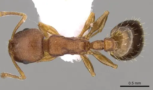 Temnothorax alienus - CASENT0914420