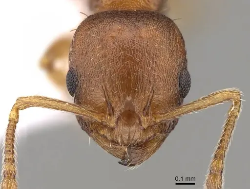 Temnothorax alienus - CASENT0914420