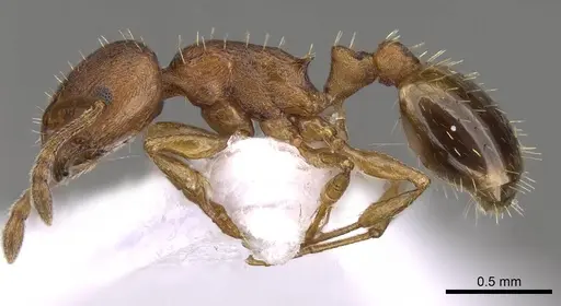 Temnothorax alienus - CASENT0914420