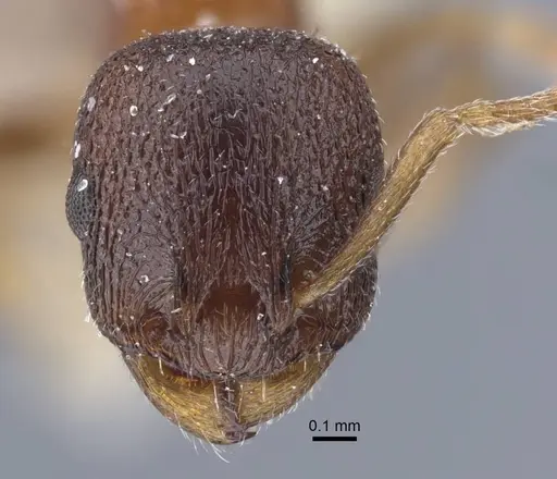 Temnothorax alienus - CASENT0917439