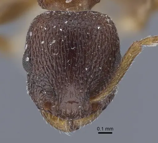 Temnothorax alienus - CASENT0917439