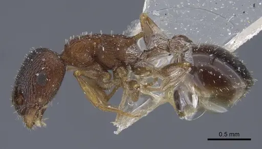 Temnothorax alienus - CASENT0917439