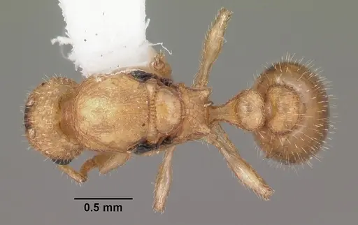 Temnothorax allardycei specimen