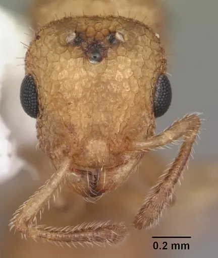 Temnothorax allardycei specimen
