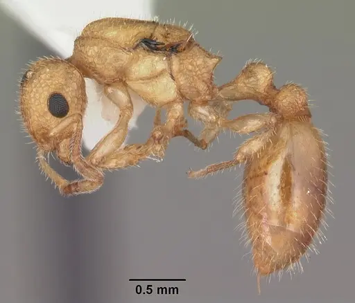 Temnothorax allardycei specimen