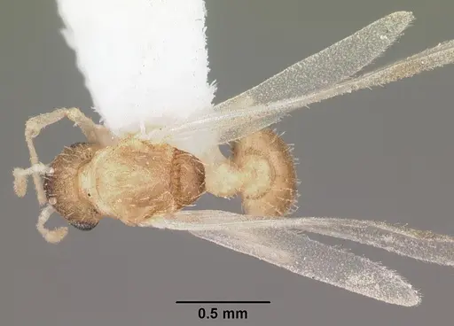 Temnothorax allardycei - CASENT0104008