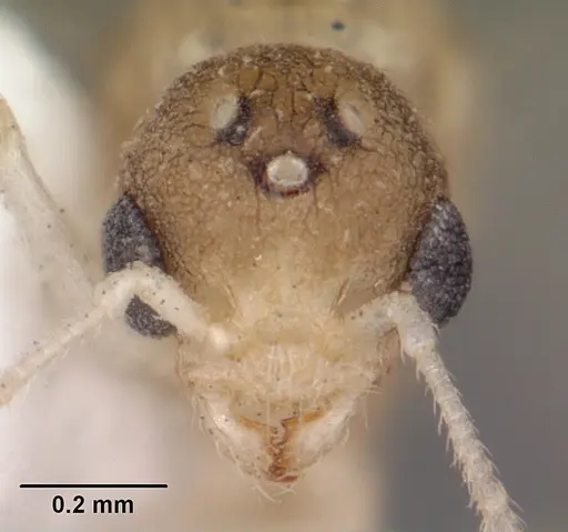 Temnothorax allardycei - CASENT0104008