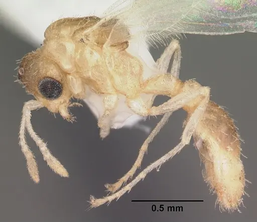Temnothorax allardycei - CASENT0104008