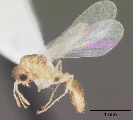Temnothorax allardycei - CASENT0104008