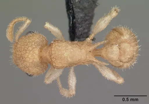 Temnothorax allardycei - CASENT0104009