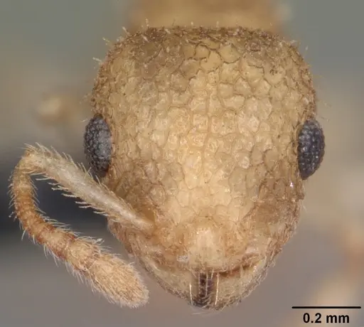 Temnothorax allardycei - CASENT0104009