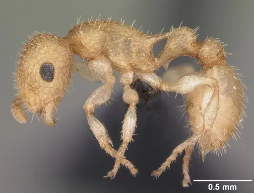 Temnothorax allardycei - CASENT0104009