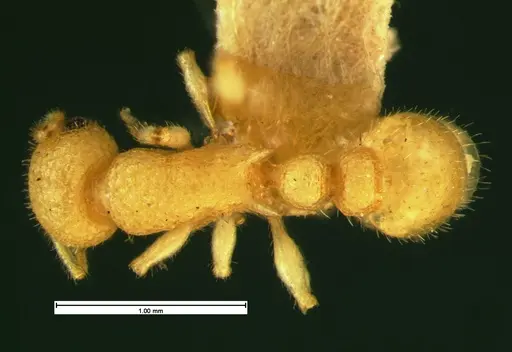 Temnothorax allardycei - CASENT0105614