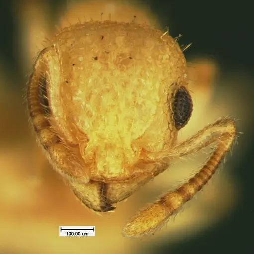 Temnothorax allardycei - CASENT0105614