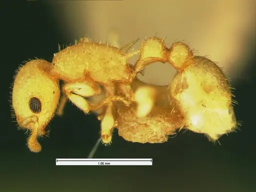 Temnothorax allardycei - CASENT0105614