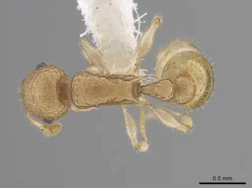 Temnothorax allardycei - CASENT0651968