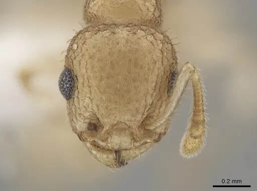 Temnothorax allardycei - CASENT0651968