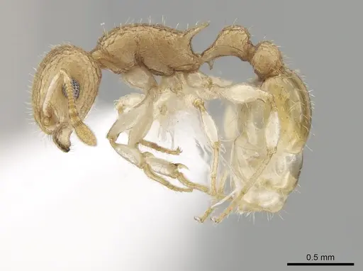 Temnothorax allardycei - CASENT0651968