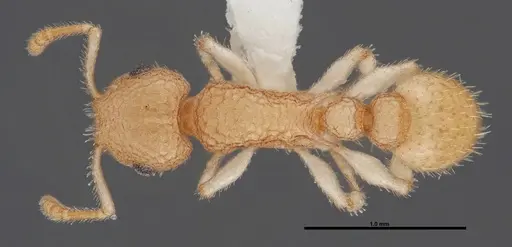 Temnothorax allardycei - FMNHINS0000088652
