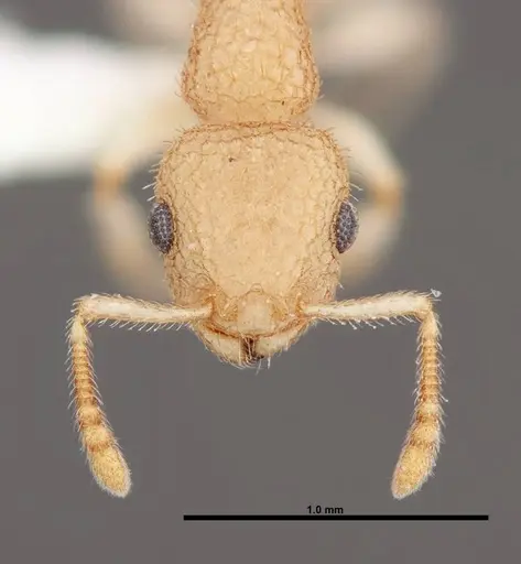 Temnothorax allardycei - FMNHINS0000088652
