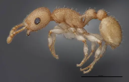 Temnothorax allardycei - FMNHINS0000088652