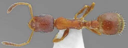 Temnothorax alpinus specimen