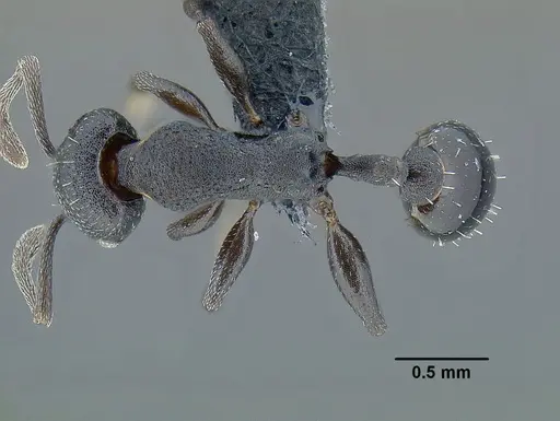 Temnothorax altinodus specimen
