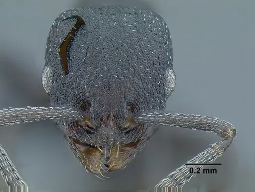 Temnothorax altinodus specimen