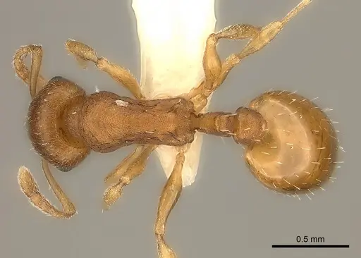 Temnothorax ambiguus - CASENT0000392