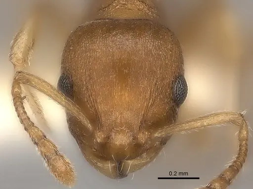 Temnothorax ambiguus - CASENT0000392