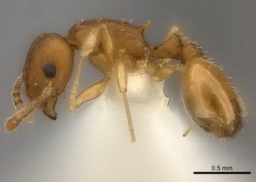 Temnothorax ambiguus - CASENT0000392