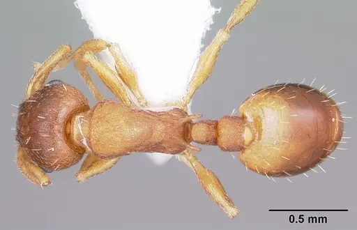 Temnothorax ambiguus - CASENT0104803